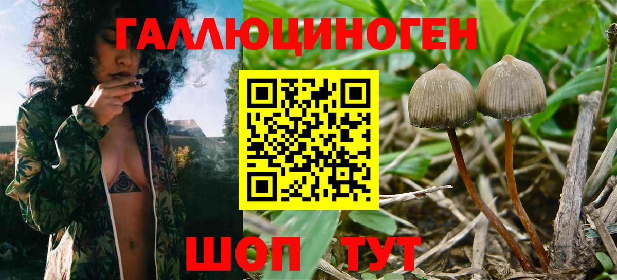 Галлюциногенные грибы Psilocybine cubensis  Вход с VPN  Георгиевск 